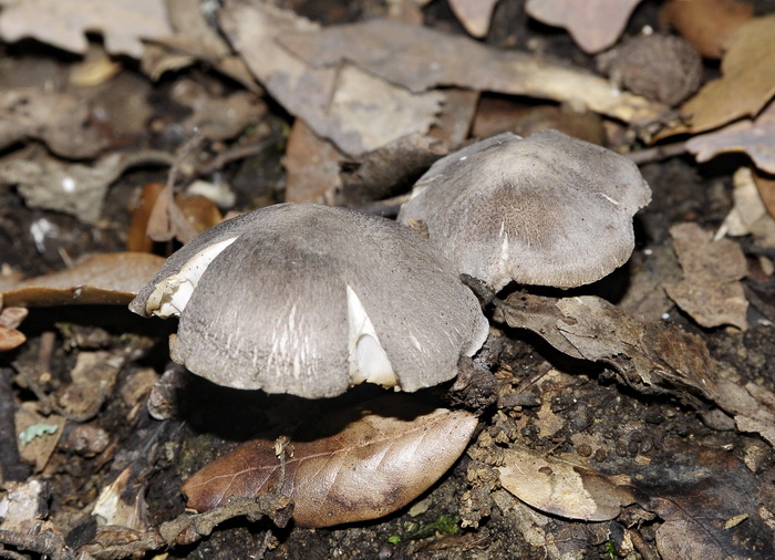 Tricholoma sp.  - gruppo dei terreum